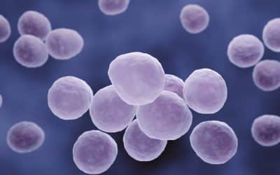Mycoplasma Contamination:  How to Stop Current Outbreaks and Prevent Future Ones